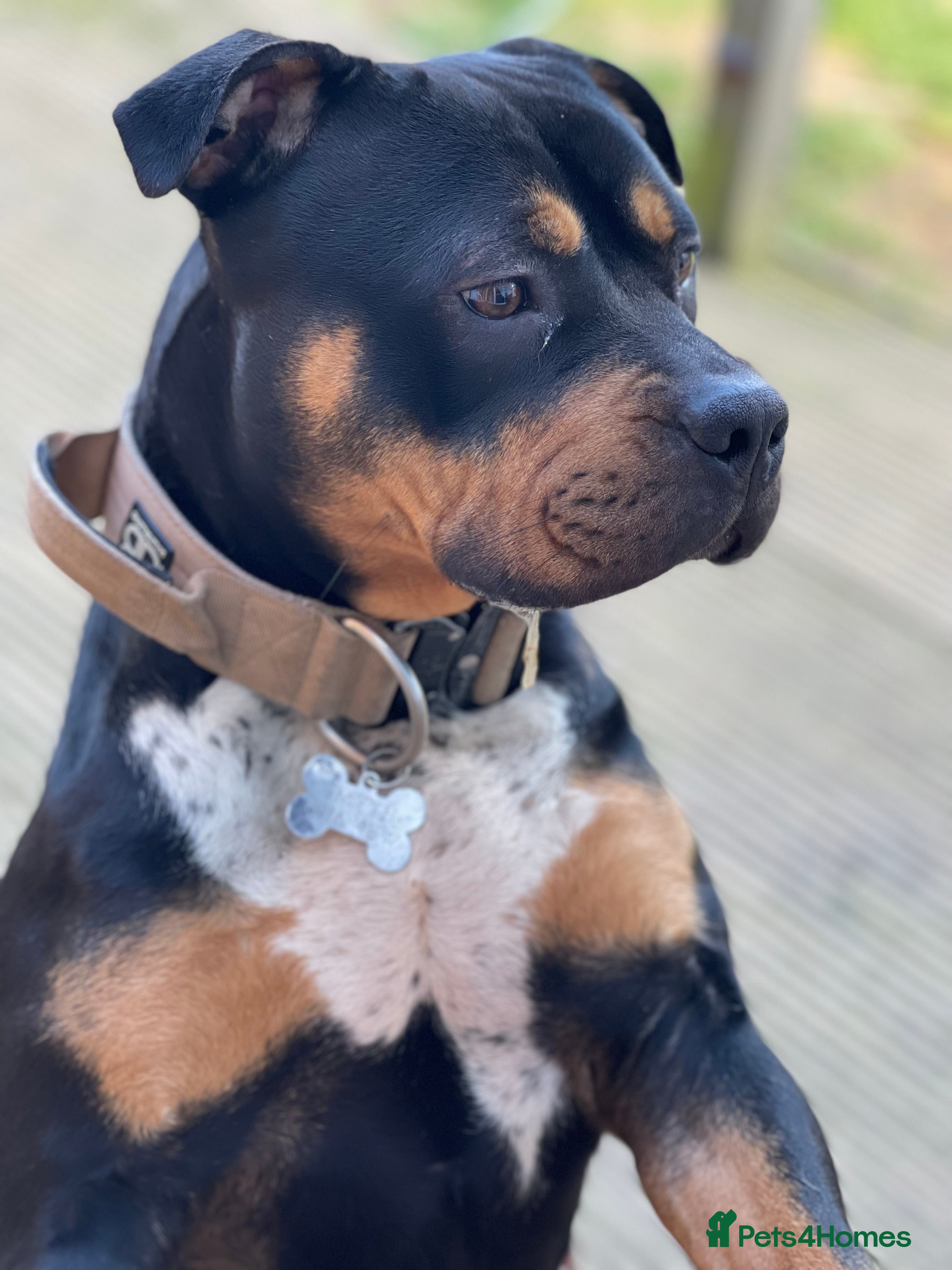 Mixed Breed dogs Beautuful bully - Advert 3