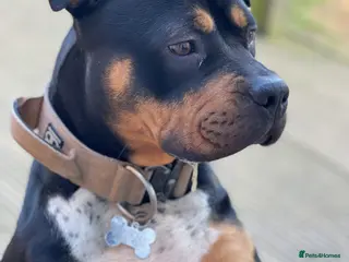 Mixed Breed dogs Beautuful bully - Advert 3