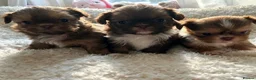 Shih Tzu dogs for sale: 3 beautiful imperial karashishi shihtzus  - Advert 1
