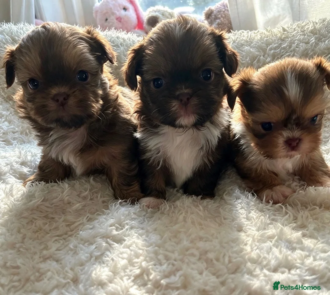 Shih Tzu dogs for sale: 3 beautiful imperial karashishi shihtzus  - Advert 1