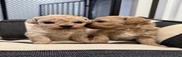 Maltipoo dogs for sale:  Adorable Rare Tiny Maltipoo 🐾  - Advert 12