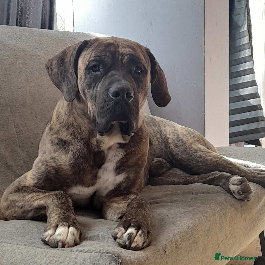 Mastiff dogs for sale: Mastiff pups - Advert 6