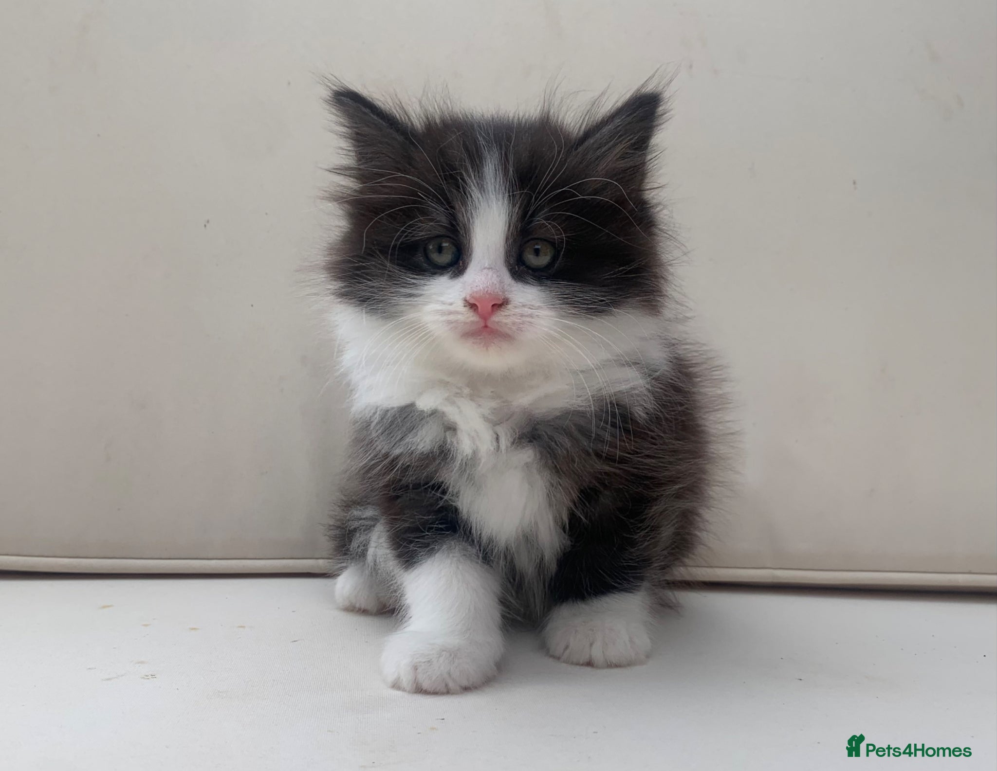 Mixed Breed cats Gorgeous Long Haired Siberian Cross Kittens  - Advert 3