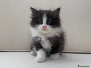 Mixed Breed cats Gorgeous Long Haired Siberian Cross Kittens - Advert 3