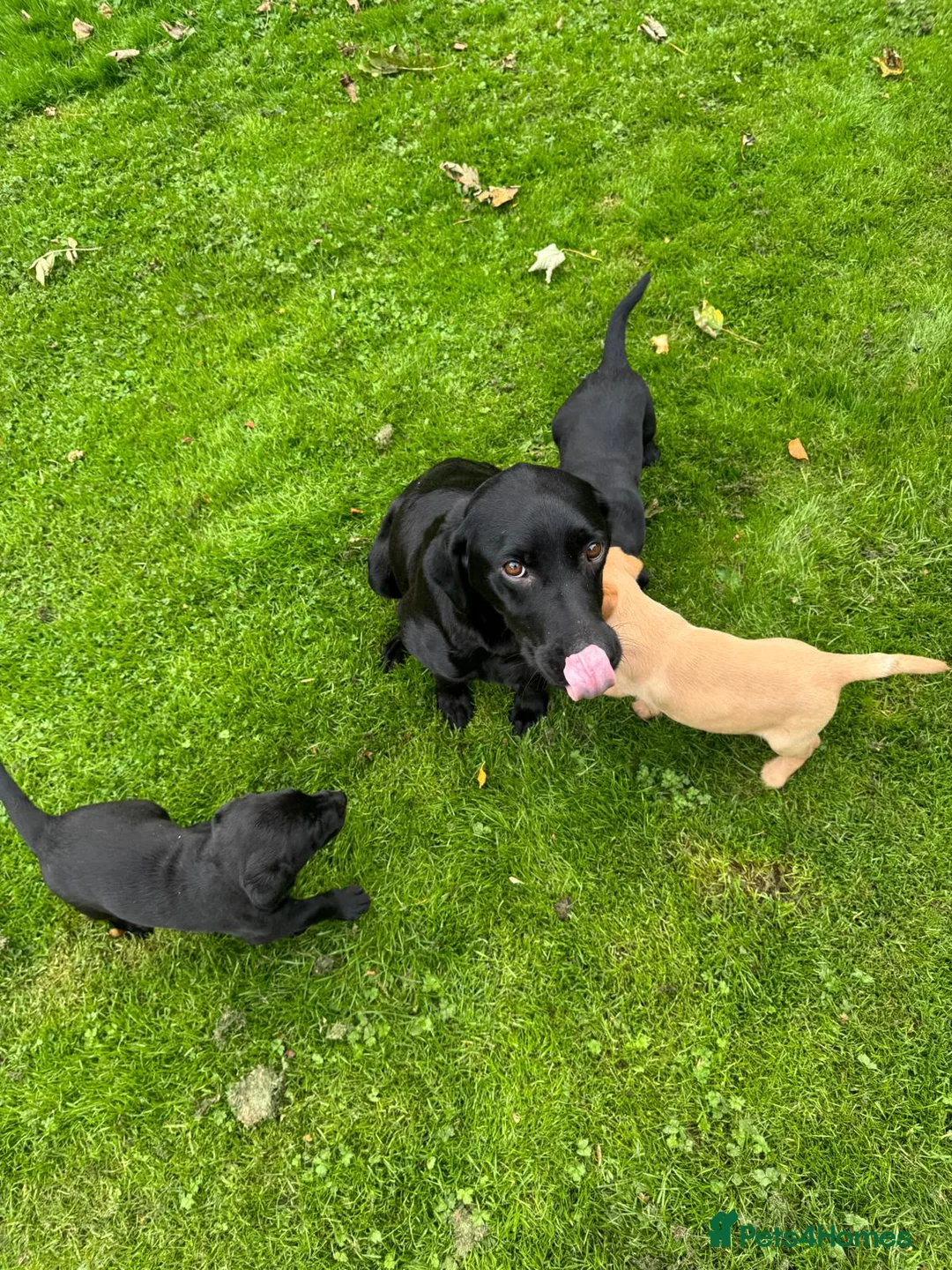 Labrador Retriever dogs for sale: Labrador puppies in Morpeth - Advert 2