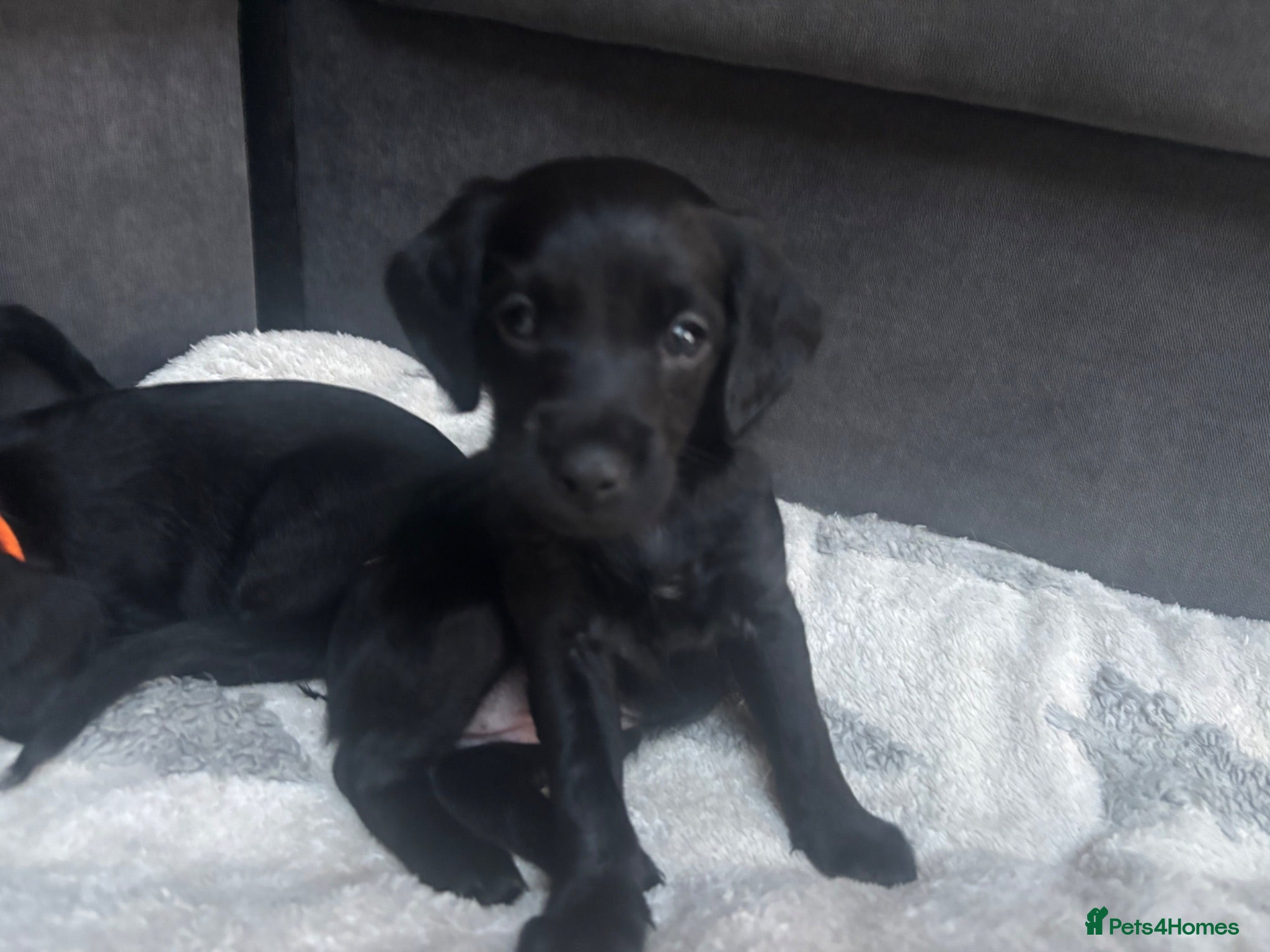 Labradoodle dogs MINI LABRADOODLES 2 LEFT READY NOW  - Advert 3