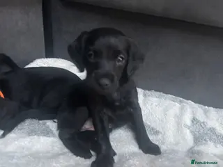 Labradoodle dogs MINI LABRADOODLES 2 LEFT READY NOW - Advert 3