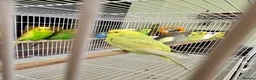 Budgerigars birds for sale: Mixed variety of Budgies For Sale - Advert 5