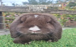 Mini Lop rabbits for sale: Various young mini lop males  - Image 14