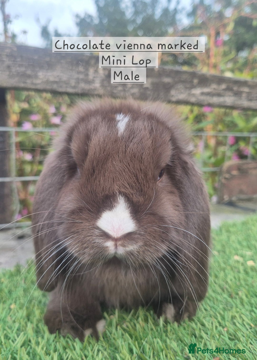 Mini Lop rabbits for sale: Various young mini lop males  - Image 14