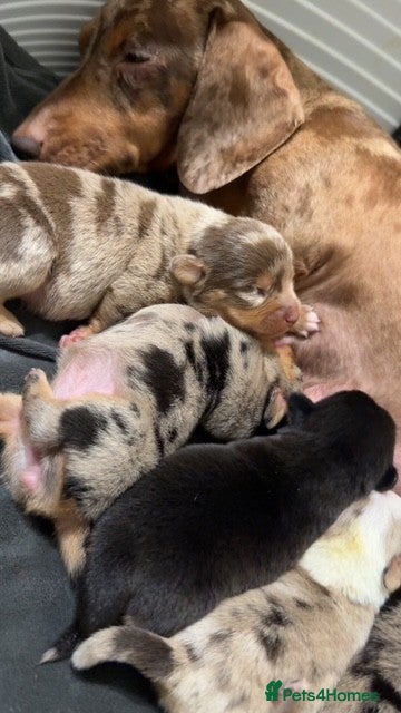 Miniature Dachshund dogs ** MINIATURE DACHSHUND BOYS ** - Advert 5