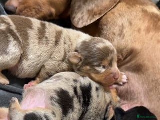 Miniature Dachshund dogs ** MINIATURE DACHSHUND BOYS ** - Advert 5