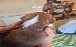 Mixed Breed dogs for sale: Stacksides litter - Image 12