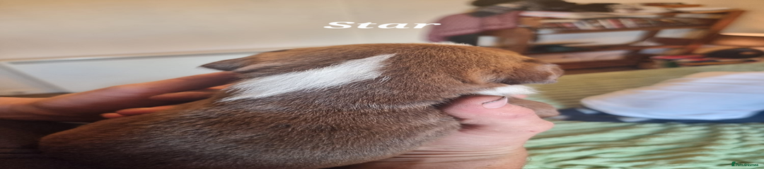 star
