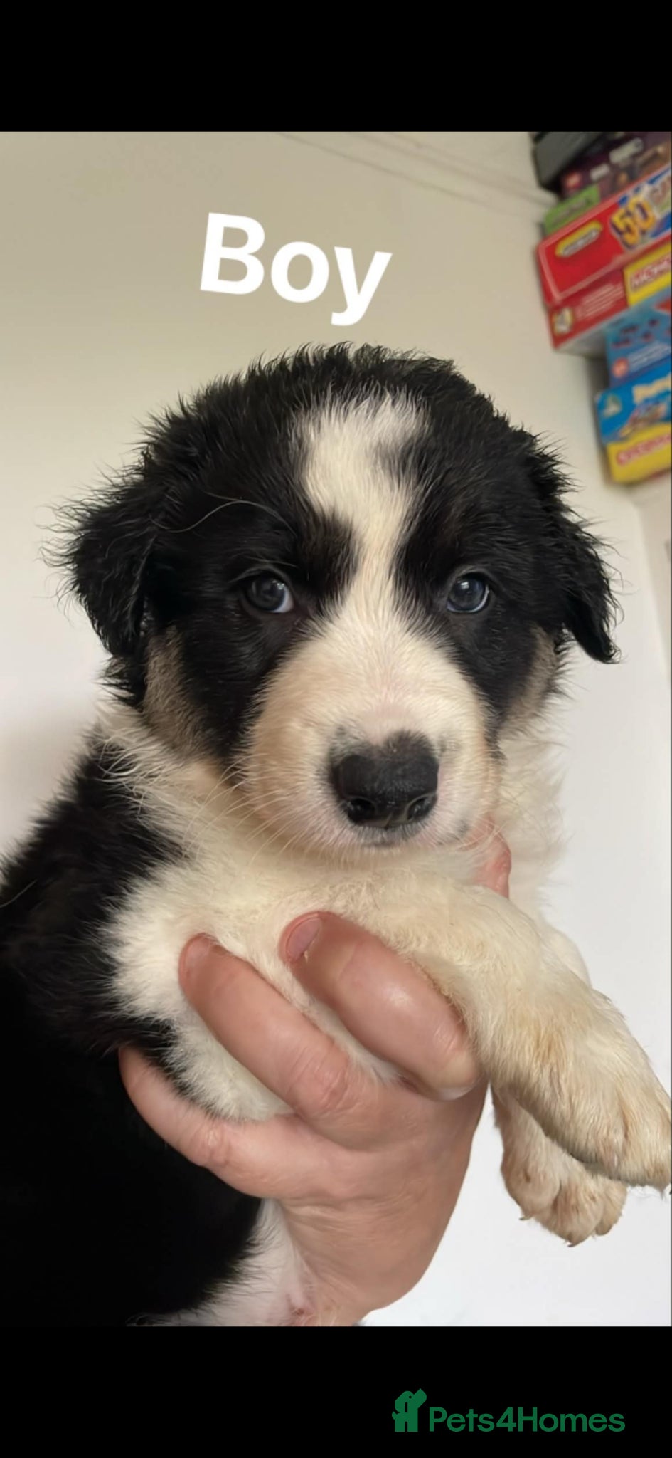 Border Collie dogs Gorgous pups - Advert 1
