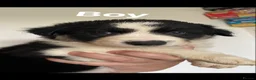 Border Collie dogs for sale: Gorgous pups - Advert 1