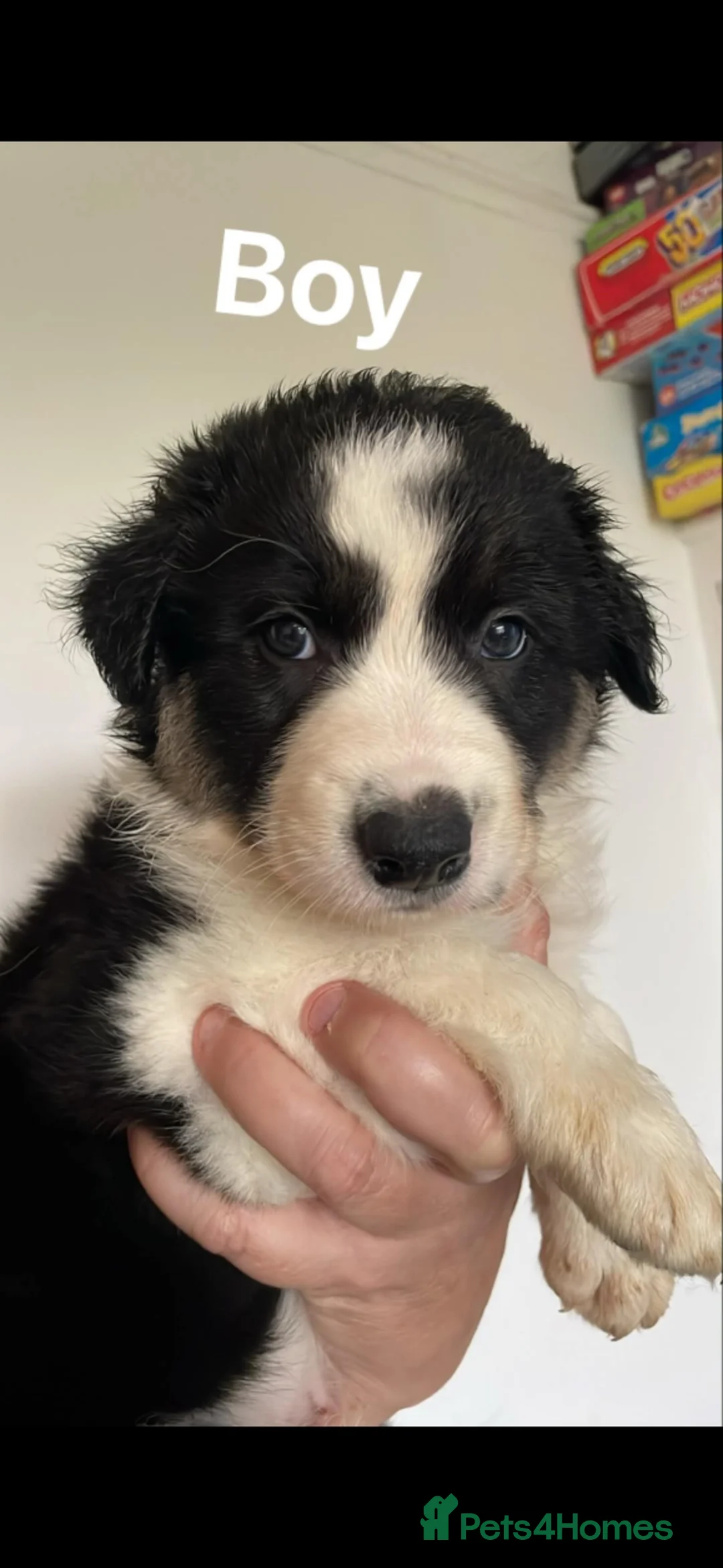 Border Collie dogs for sale: Gorgous pups - Advert 1
