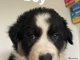 Border Collie dogs Gorgous pups - Advert 15