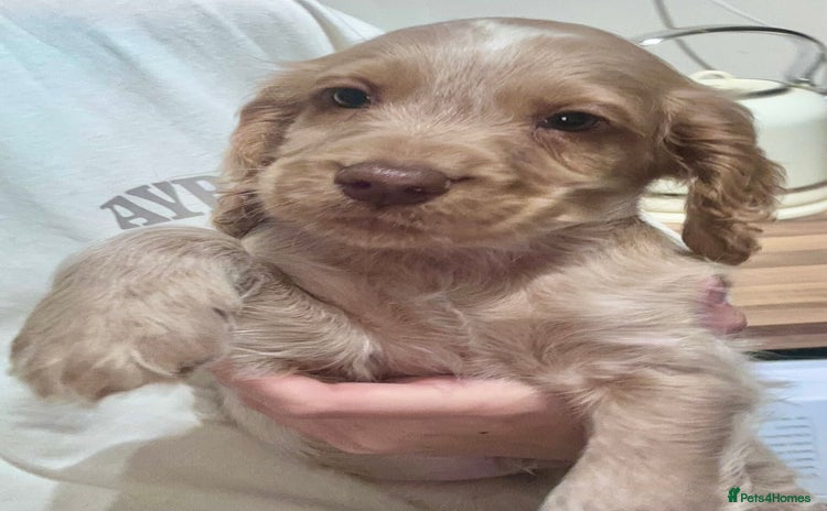 Cocker Spaniel dogs Beautiful Working Cocker Spaniels WF9 1ET  - Advert 15