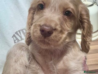 Cocker Spaniel dogs Beautiful Working Cocker Spaniels WF9 1ET - Advert 17