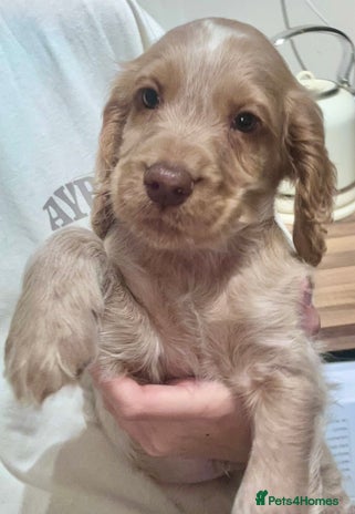 Cocker Spaniel dogs Beautiful Working Cocker Spaniels WF9 1ET - Advert 15