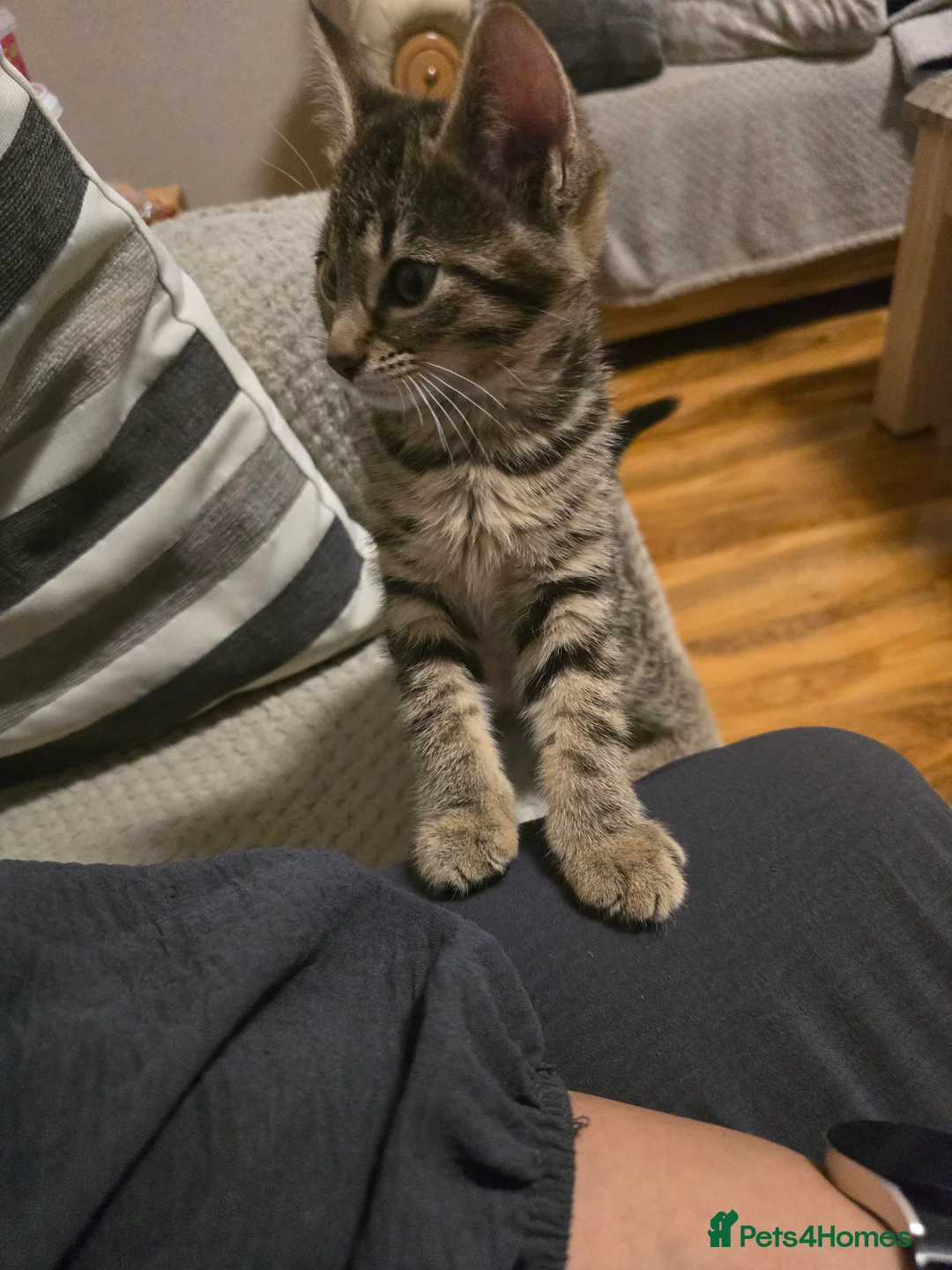 Domestic Shorthair cats for sale: 2 kittens - Advert 3