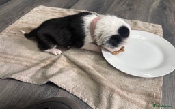 Border Collie dogs for sale: Border collie pups - Image 34