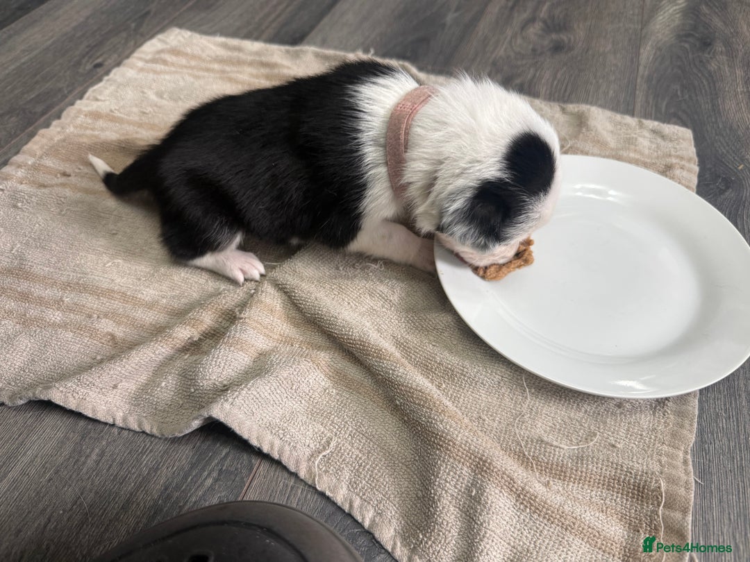 Border Collie dogs for sale: Border collie pups - Image 34