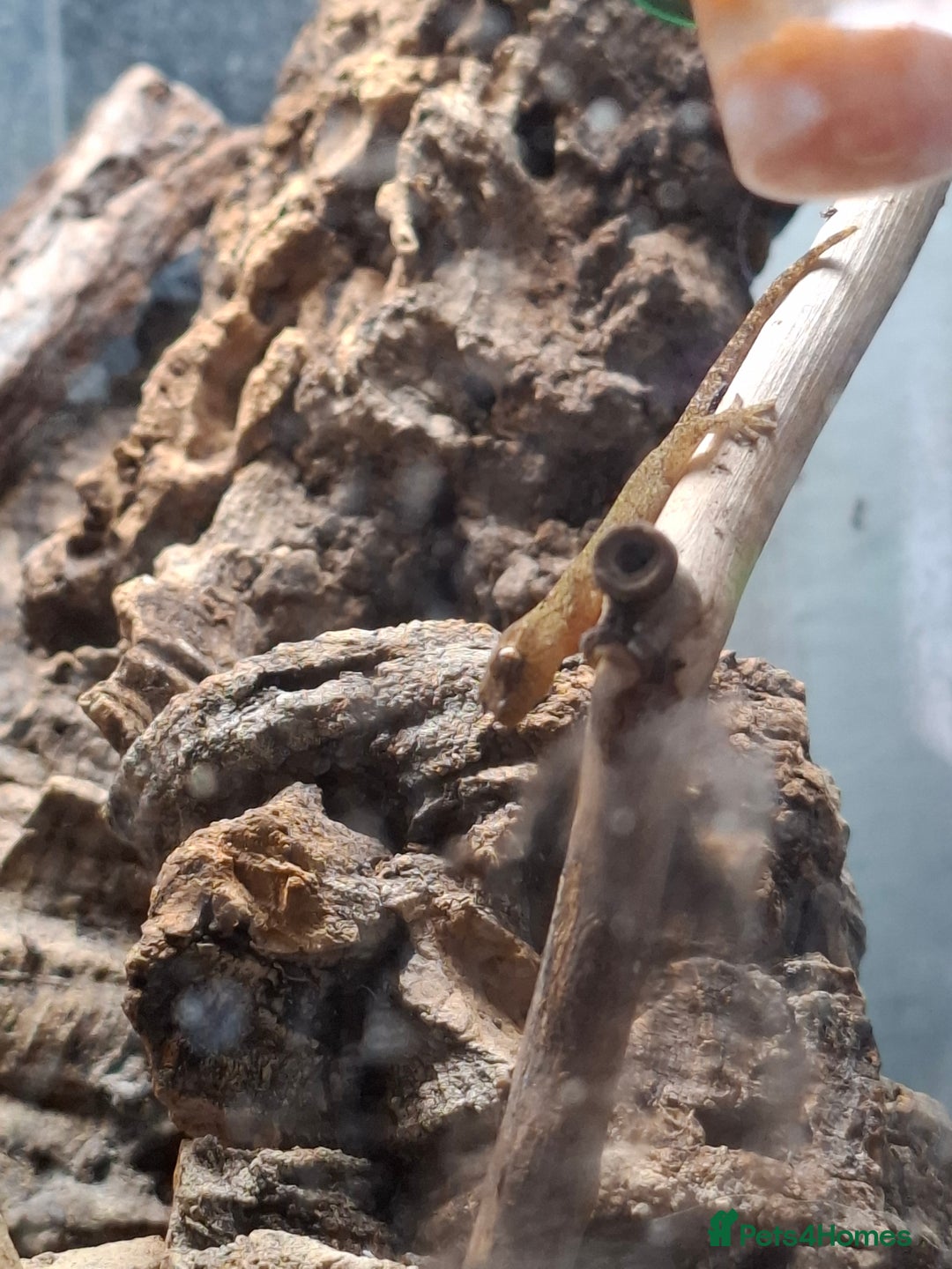 Gecko reptiles for sale: Baby Mourning geckos and Isopods  - Image 5