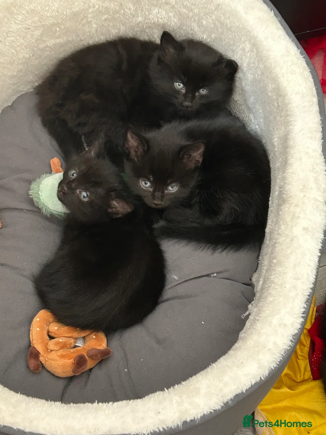 Mixed Breed cats for sale: 9 weeks old male kittens in Worksop - Advert 1