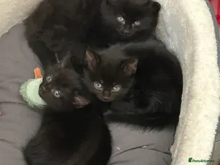 Mixed Breed cats 9 weeks old male kittens - Advert 1