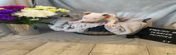 English Bull Terrier dogs for sale: 🐾✨ STUNNING ENGLISH BULL TERRIER PUPPIES ✨🐾 - Advert 13