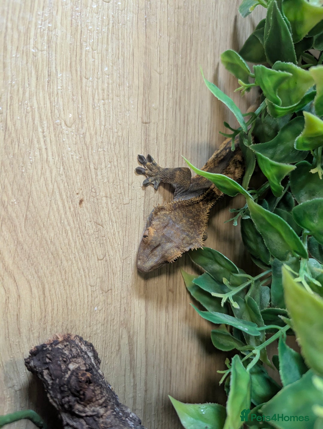 Bearded Dragon reptiles for sale: Variety of reptiles  - Advert 14