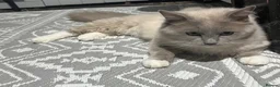 Ragdoll cats for sale: Beautiful mink ragdoll kittens all male  - Advert 6