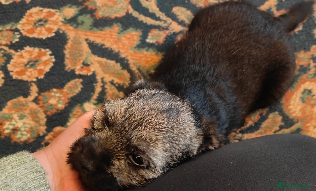Border Terrier dogs for sale: Pedigree Blue Border Terrier  - Advert 3