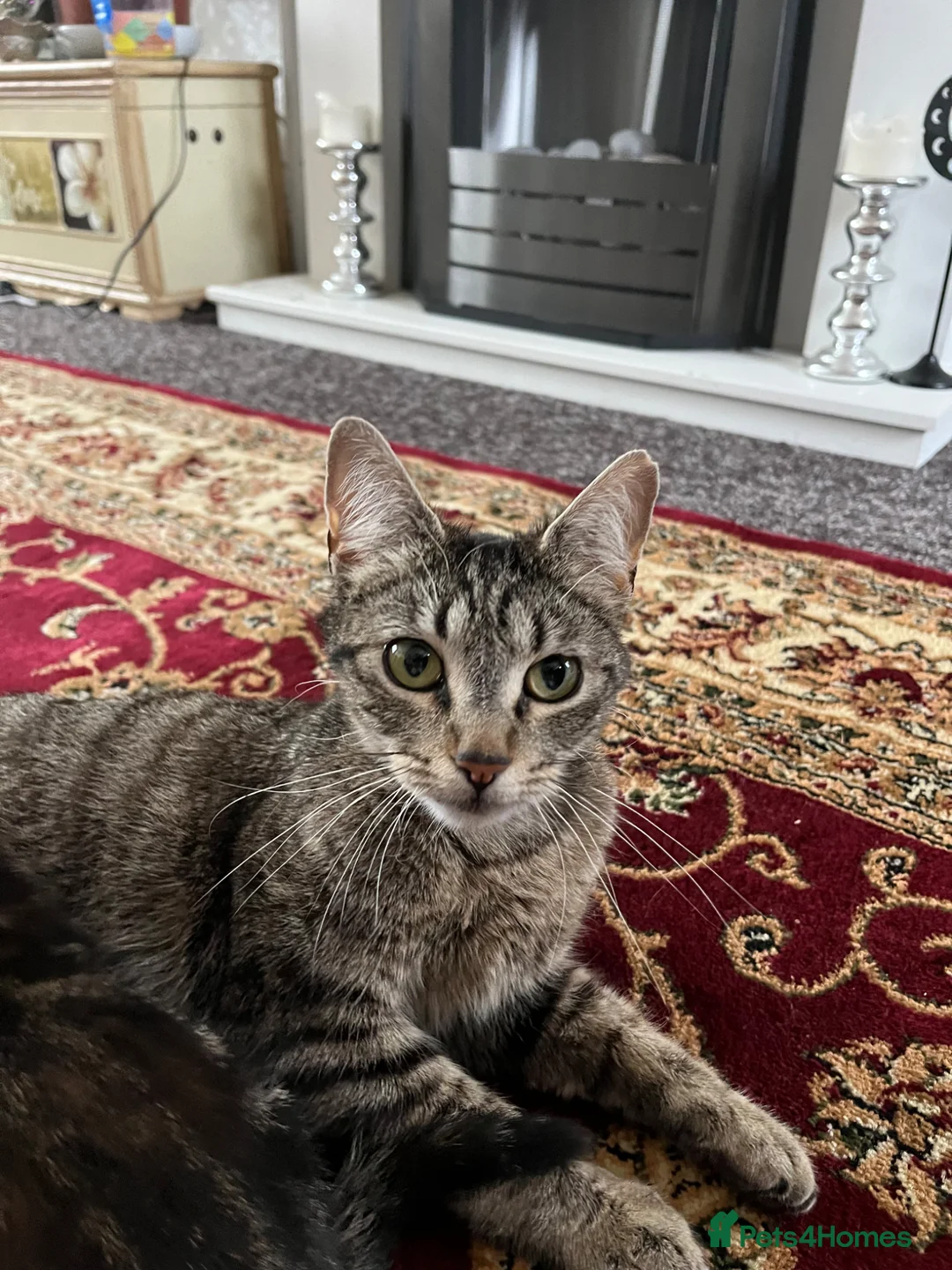 Mixed Breed cats for sale: 2 Gorgeous N Friendly Female Kittens - Advert 5