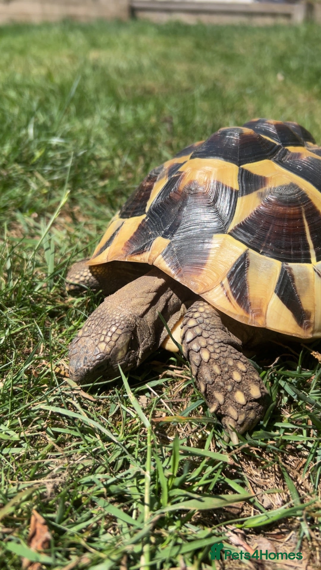 Hermann Tortoise reptiles Hermanns tortoise - Advert 1
