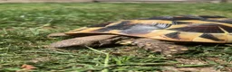 Hermann Tortoise reptiles for sale: Hermanns tortoise - Advert 1