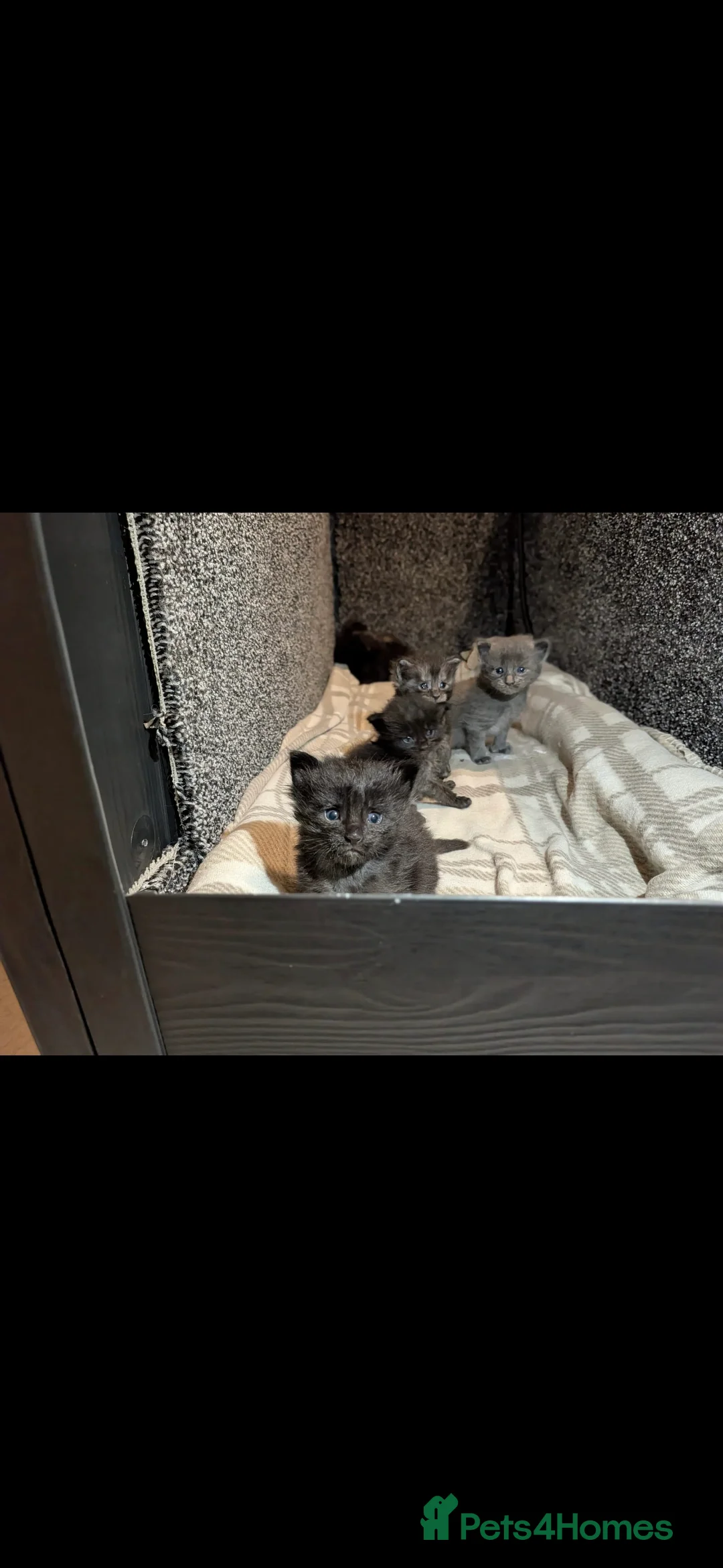 Maine Coon cats for sale: 7 beautiful maine coons for sale  - Advert 4