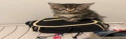 Brazilian Shorthair cats for sale: 3 Gorgeous Kittens  - Advert 14