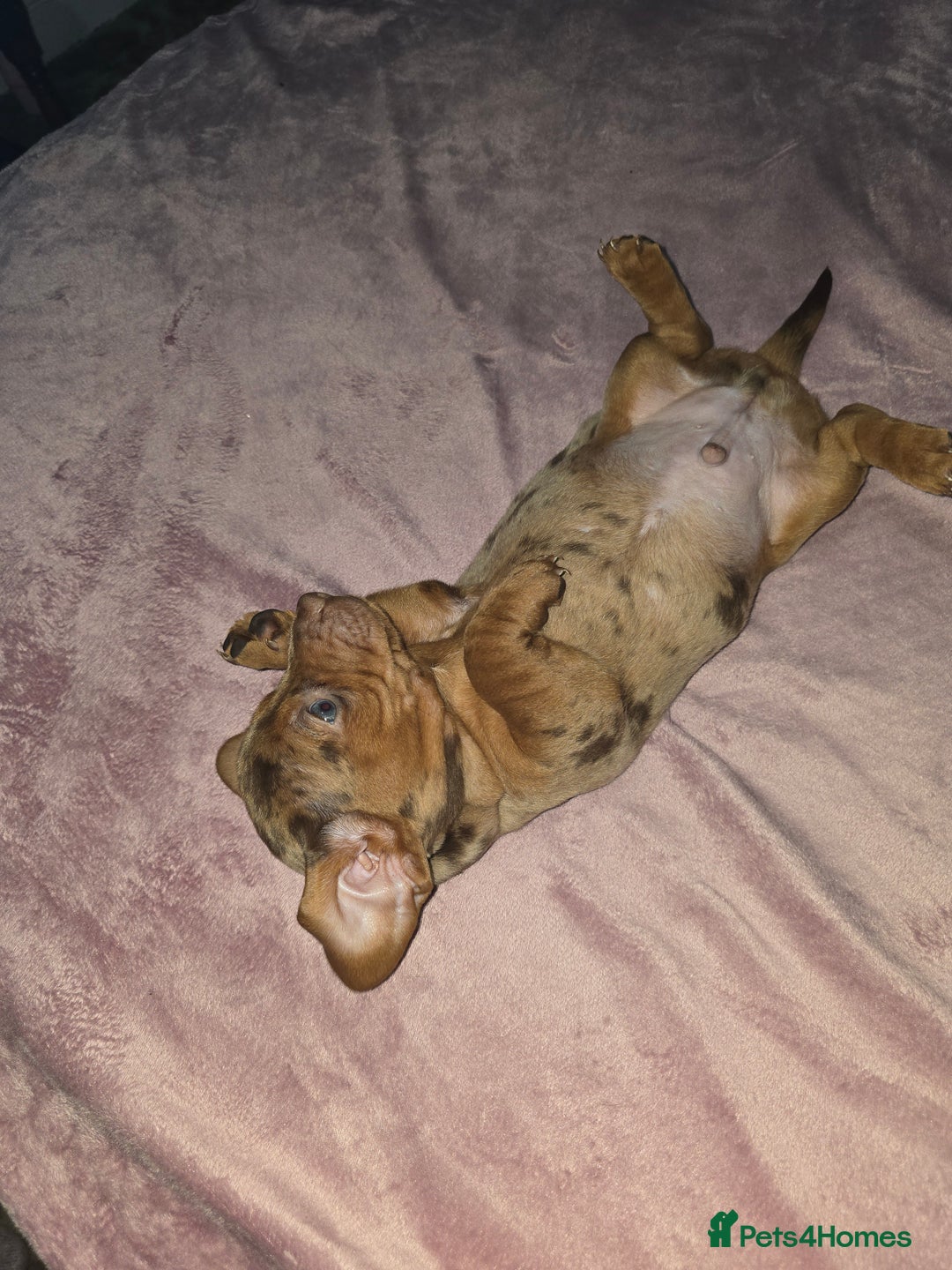 Miniature Dachshund dogs for sale: True to type kc dad home raised both parents here - Advert 7