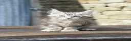 Maine Coon cats for sale: XL Maine coon kittens  - Advert 6