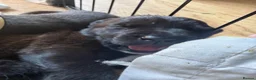 Mixed Breed dogs for sale: Mali x American bull dog puppies  - Advert 21