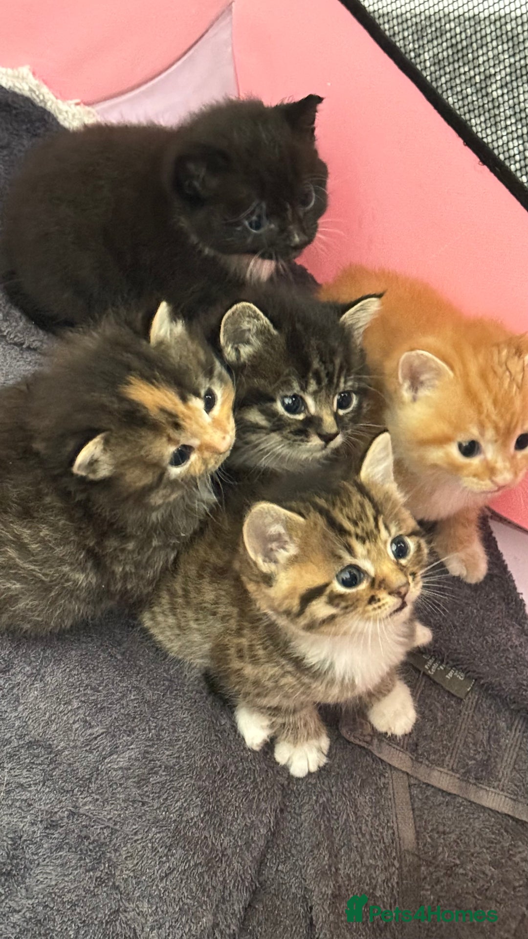 Mixed Breed cats for sale: Kittens - Image 6