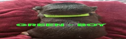 Mixed Breed dogs for sale: Kelpie x Collie Puppies - Advert 6