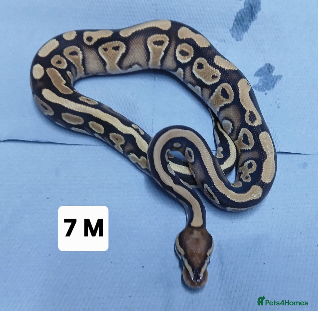 Python Snake reptiles for sale: Hatchling Royal Pythons Males  - Advert 8