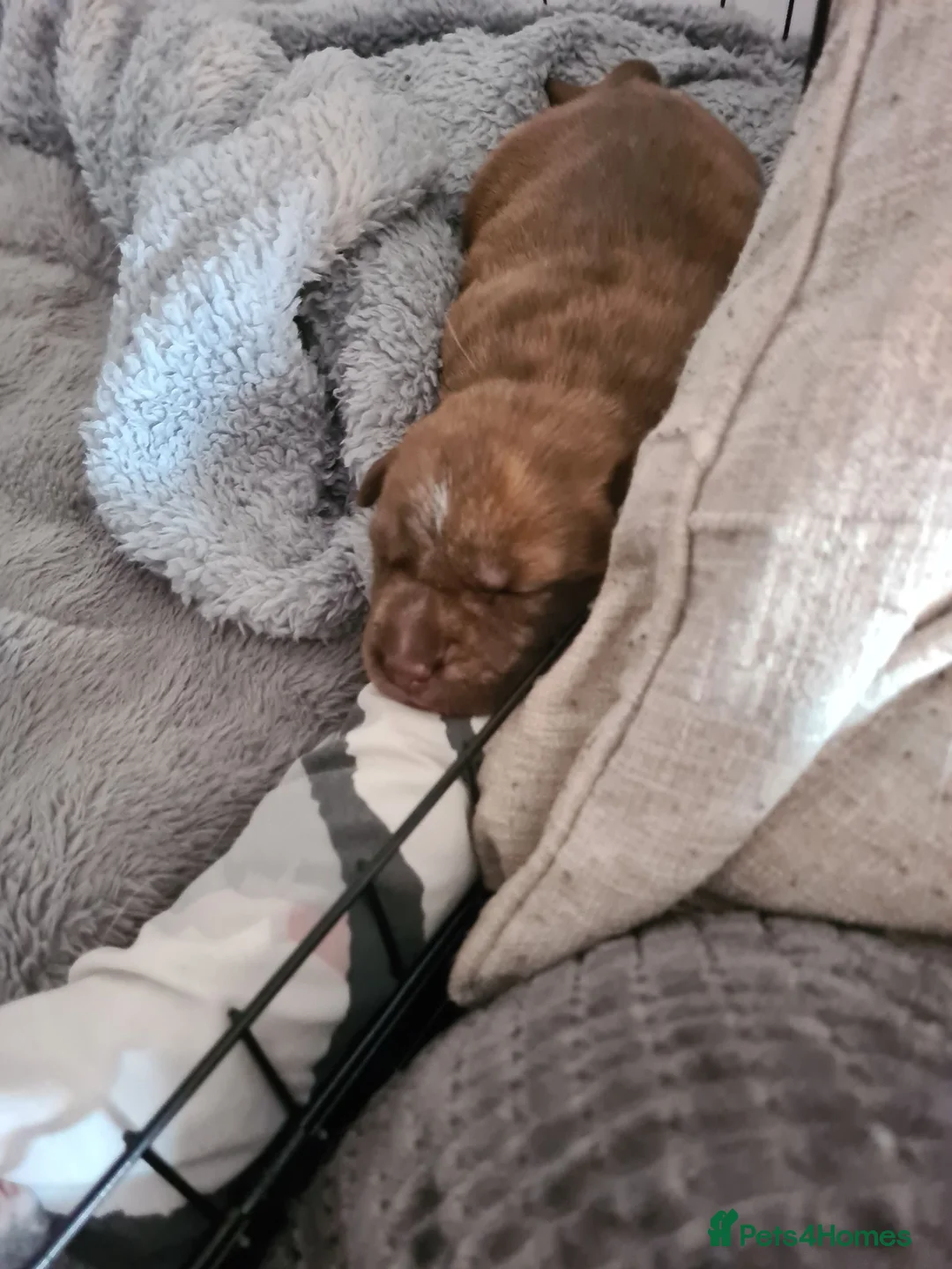Mixed Breed dogs for sale: Husky x Staffy/Mastiff  - Advert 2