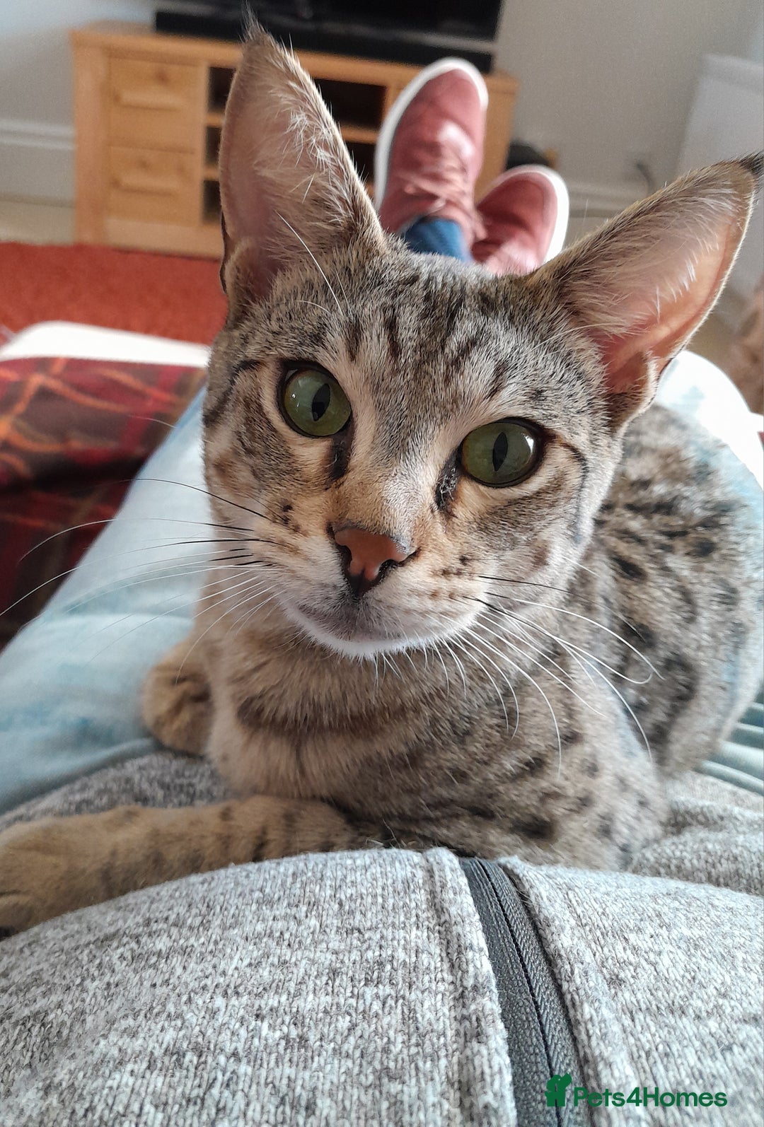Savannah cats for sale: Pedigree Early generation TICA Reg Savannah Lady in Darlington - Image 20