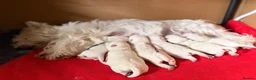 West Highland Terrier dogs for sale: West Highland White Terrier Pups - Advert 9
