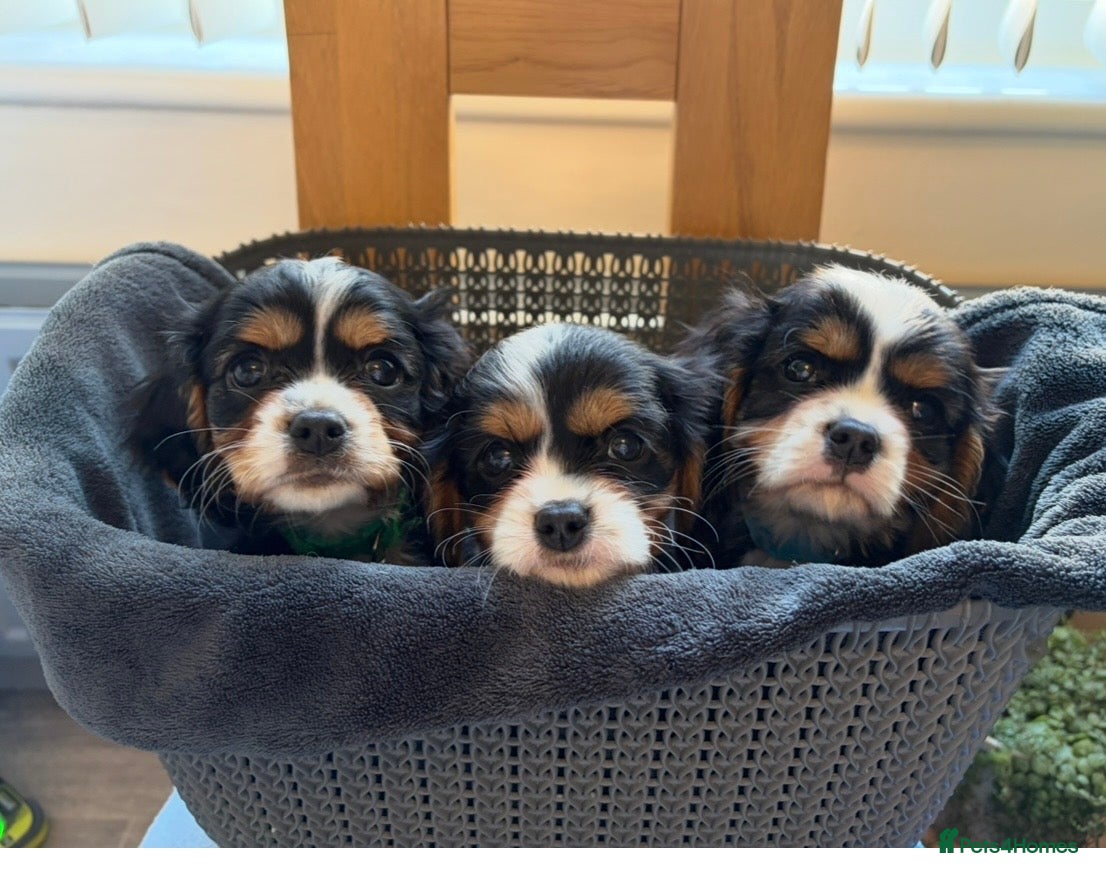 Cavalier King Charles Spaniel dogs Tri boy Cavalier King Charles spaniel puppies  - Advert 6